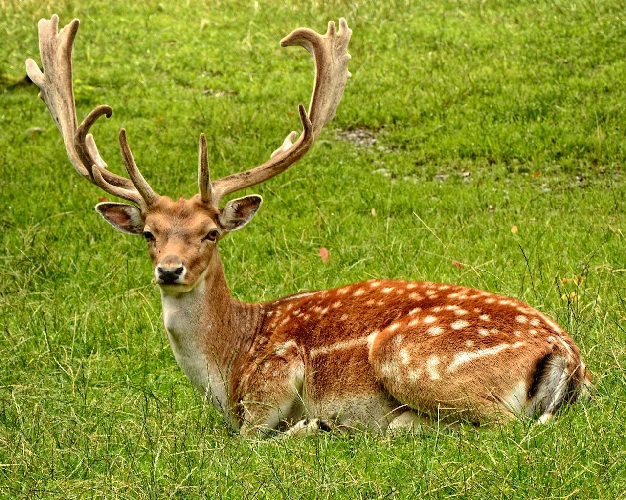 objective-3 A deer laying down in a field