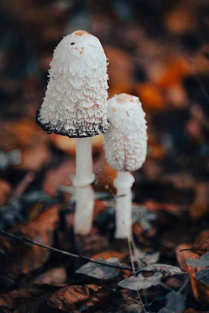 objective-1 Close-up of fungi