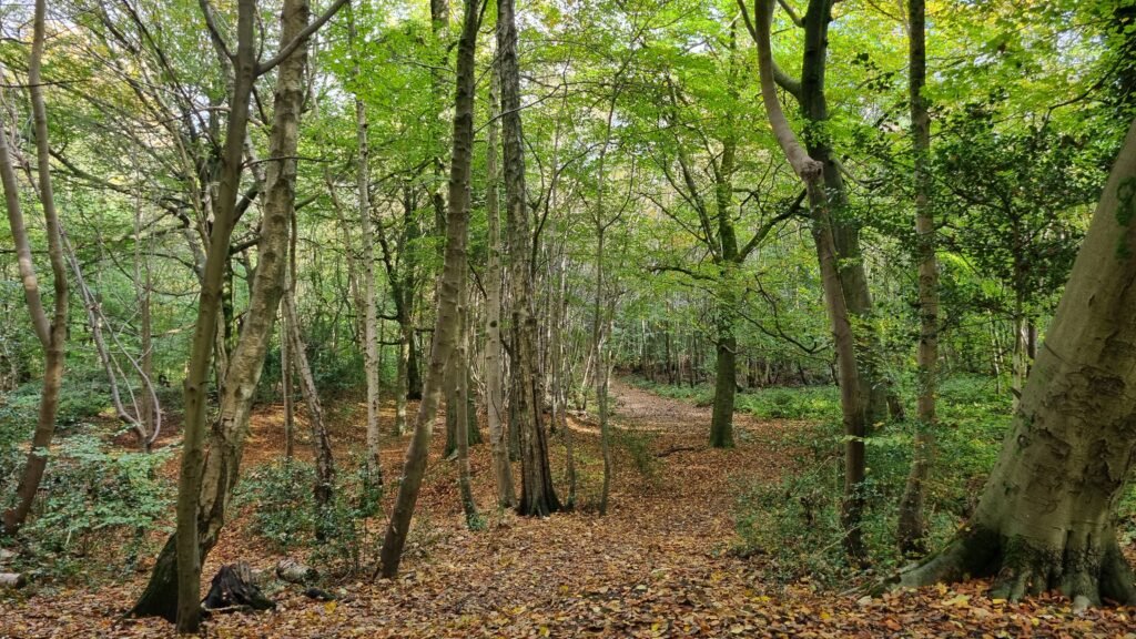 Sevenoaks Common in Autumn Sevenoaks Common
